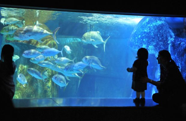 aquarium